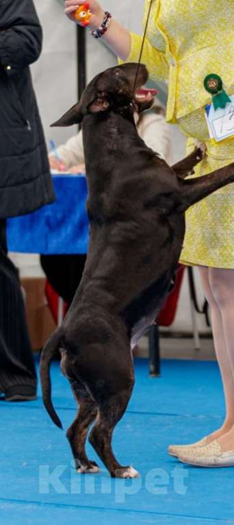 Собаки в Москве: Очень перспективные щенки стандартного бультерьера от здоровой и красивой пары чемпионов Мальчик, 90 000 руб. - фото 6