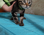 Кошки в Пятигорске: Найден Котенок с зелёным ошейником Мальчик, 1 руб. - фото 1