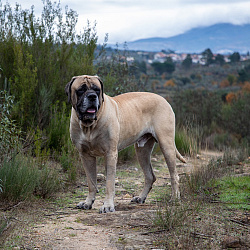 Английский мастиф