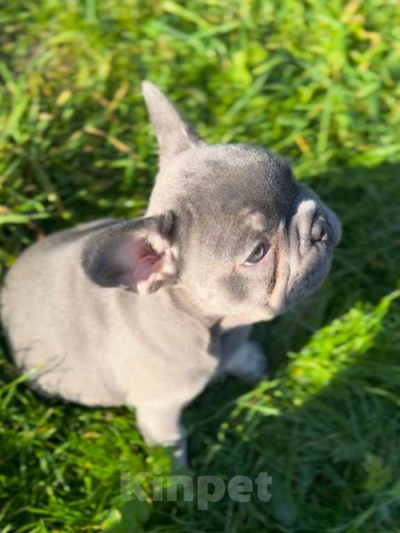 Собаки в Калининграде: Лиловые щенки французского бульдога Мальчик, 55 000 руб. - фото 2