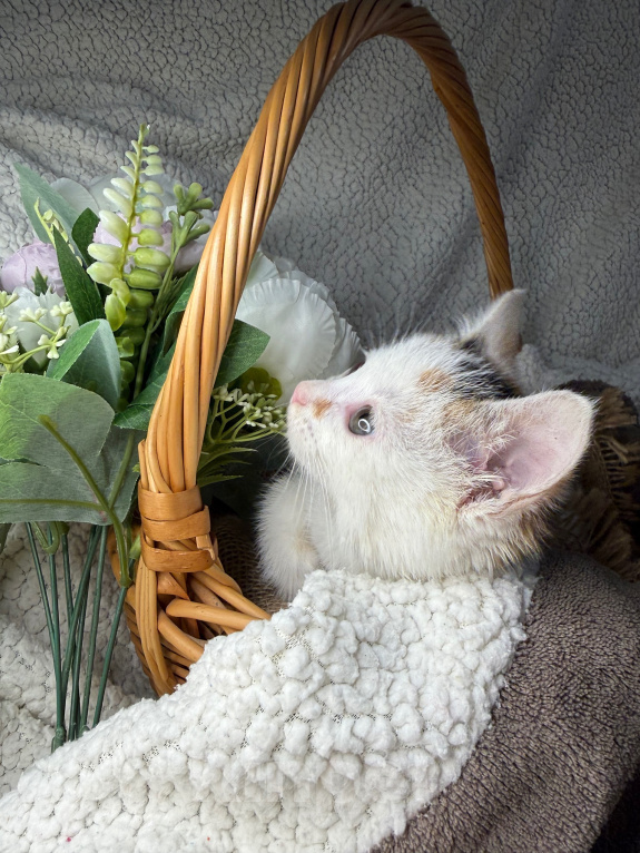 Кошки в Сосновом Бору: Котенок Бабочка Девочка, Бесплатно - фото 9