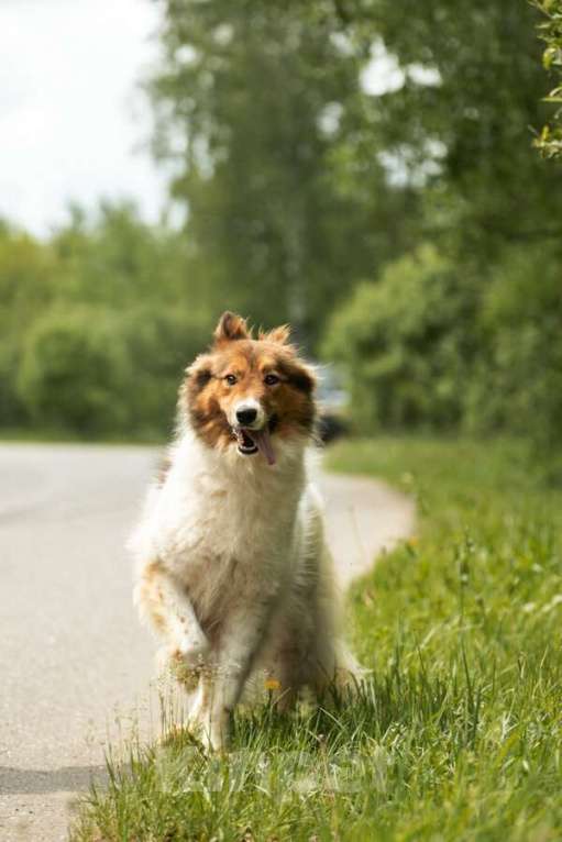 Собаки в Москве: Леся, Лисичка, девочка, 2 года, путешественница и умница! Девочка, Бесплатно - фото 8