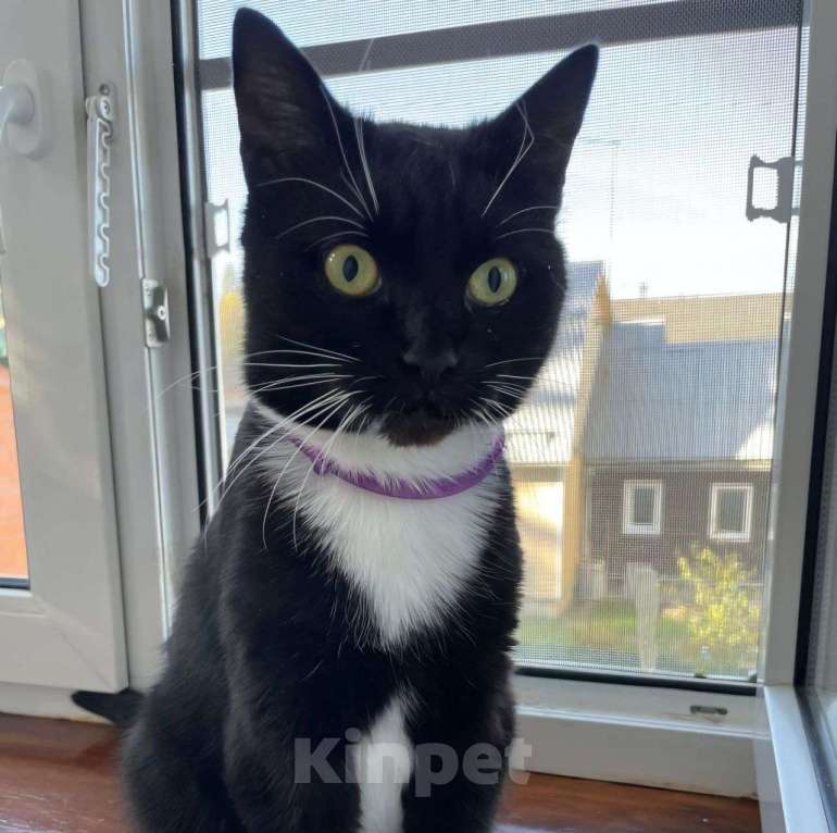 Кошки в Москве: Ласковая кошечка Василиса ищет дом! Почему же ее не забирают? Девочка, Бесплатно - фото 2