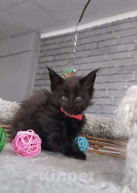 Кошки в Кемерово: Девочка Мейн-кун Девочка, 15 000 руб. - фото 2