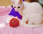 Кошки в Санкт-Петербурге: Белый кот 10мес. ищет дом  Мальчик, 200 руб. - фото 1