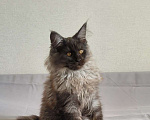 Кошки в Москве: Котенок мейн-кун черный дым Девочка, 95 000 руб. - фото 3