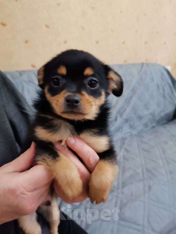 Собаки в Ногинске: Хомич - щенок от маленькой собаки Мальчик, Бесплатно - фото 1