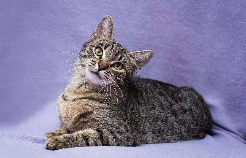 Кошки в Москве: Всегда на втором месте Девочка, Бесплатно - фото 3