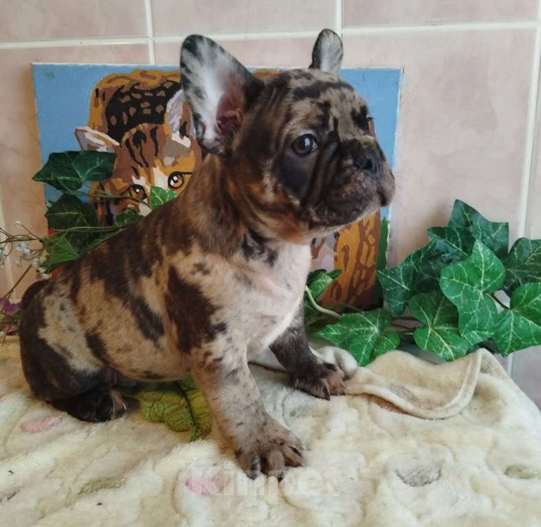 Собаки в Москве: Французский бульдог  Мальчик, 65 000 руб. - фото 4