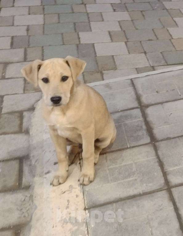 Собаки в других городах Краснодарского края: Щенки в добрые руки Девочка, Бесплатно - фото 5