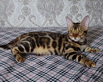 Кошки в Москве: Бенгальская Мальчик, 25 000 руб. - фото 1