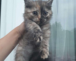 Кошки в Арзамасе: Котятки, Бесплатно - фото 1