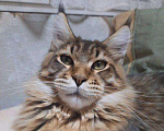 Кошки в Теберде: Котята Мейн Кун, 16 000 руб. - фото 10