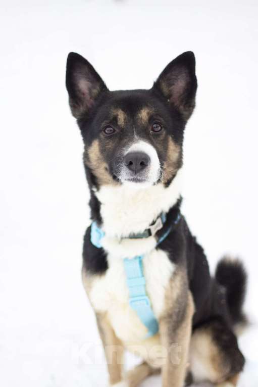 Собаки в Москве: Очаровашка Брюс в поисках дома Мальчик, Бесплатно - фото 3