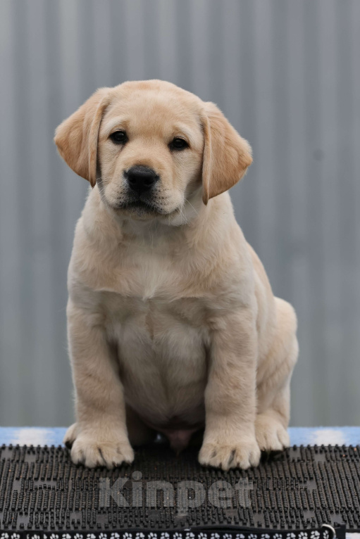 Собаки в Калуге: Палевый мальчик лабрадора высокого качества из питомника РКФ/FCI Мальчик, Бесплатно - фото 3