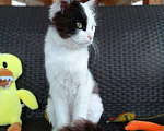 Кошки в Москве: Ласковый котенок Симба ищет дом Мальчик, Бесплатно - фото 3