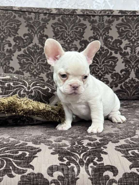 Собаки в Москве: Французский бульдог девочка Девочка, 45 000 руб. - фото 5