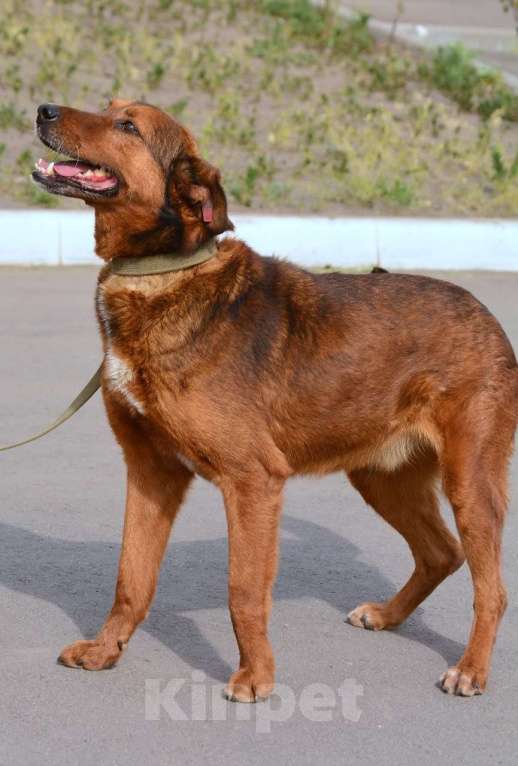 Собаки в Воронеже: Верный пёс в добрые руки  Мальчик, Бесплатно - фото 7