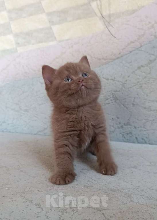 Кошки в Санкт-Петербурге: Британская девочка циннамон в разведение  Девочка, 200 000 руб. - фото 5