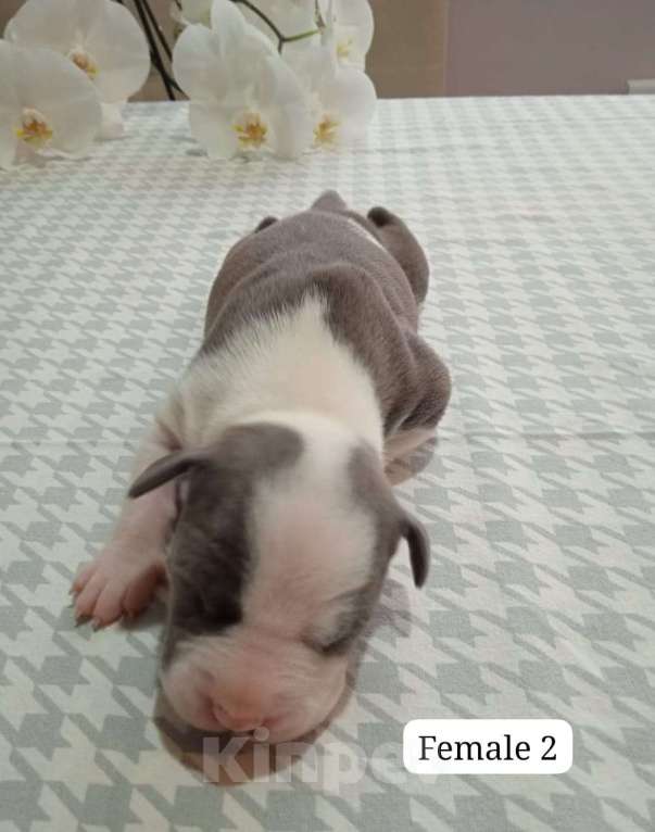 Собаки в Краснодаре: Щенки амстаффа документы РКФ Девочка, 50 000 руб. - фото 3