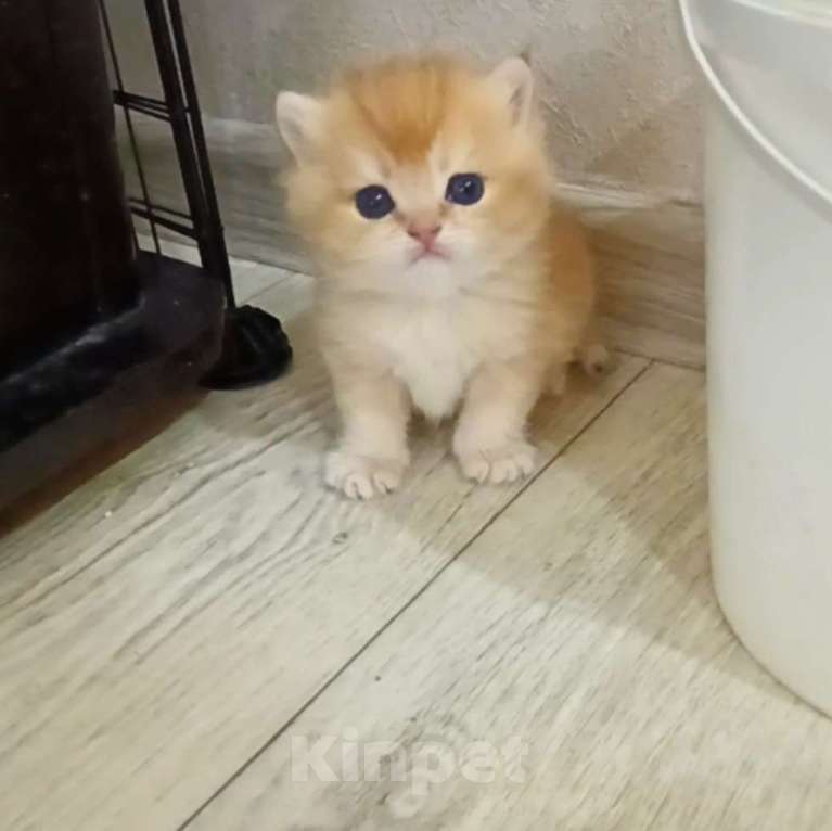 Кошки в Новосибирске: Британские котята золотая шиншилла  Девочка, 25 000 руб. - фото 4