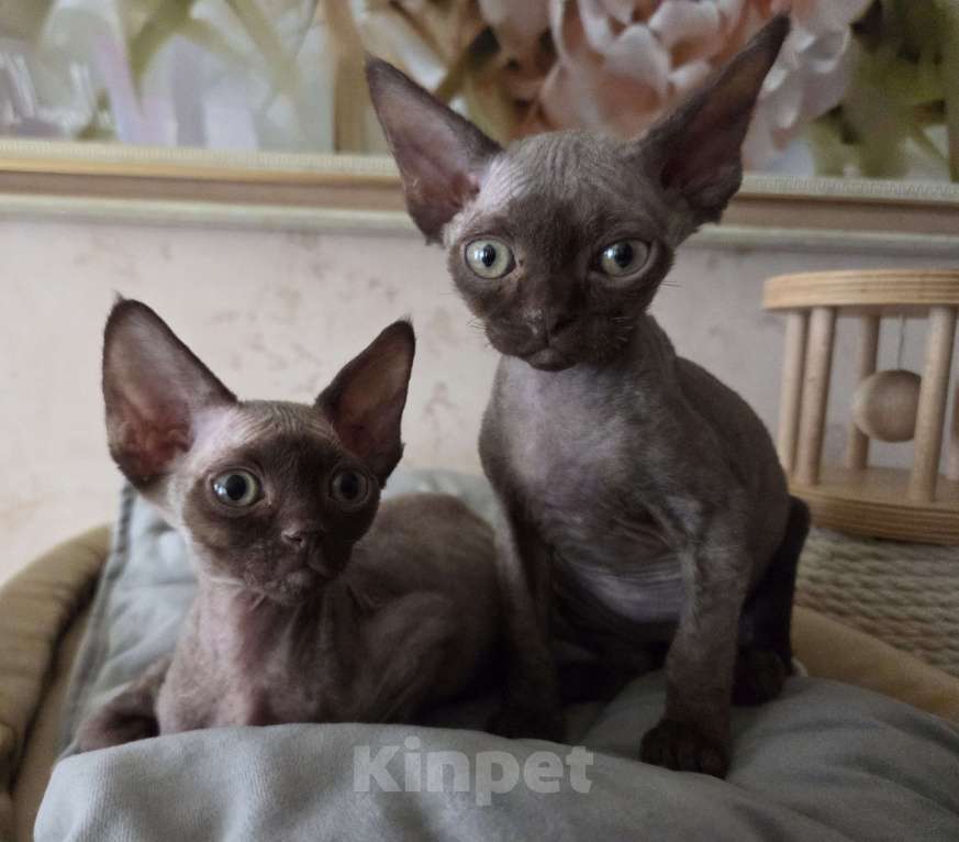 Кошки в Москве: Котенок Девон рекс Девочка, 85 000 руб. - фото 2