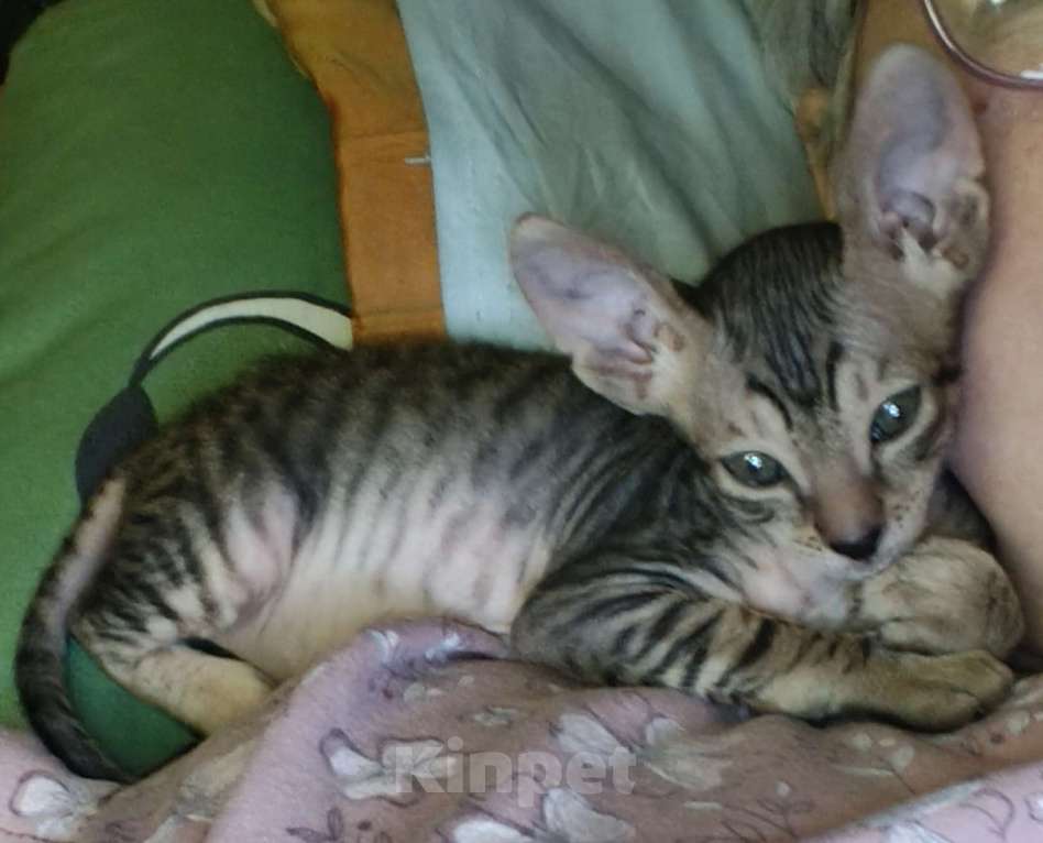 Кошки в Новочебоксарске: Продаю Девочка, 18 000 руб. - фото 2