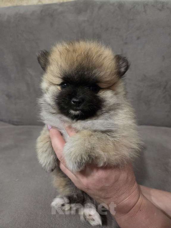 Собаки в Оренбурге: Щенок шпица Мальчик, 30 000 руб. - фото 2