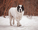 Собаки в Москве: Крупный белый алабай Аякс в добрые руки Мальчик, Бесплатно - фото 5