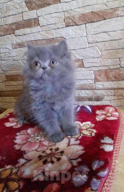 Кошки в Малмыже: Персидские голубые чистокровные котята ., 1 500 руб. - фото 1