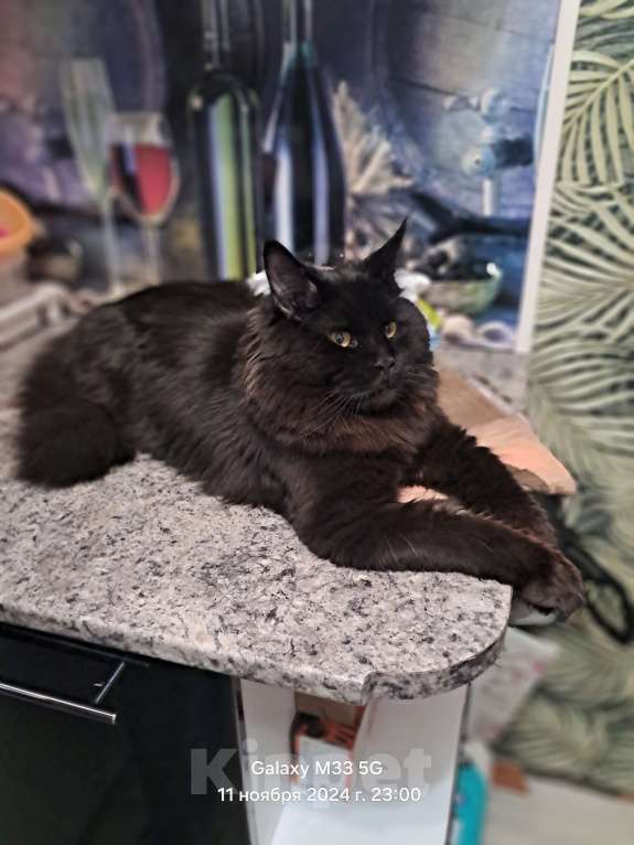 Кошки в Ачинске: Нужна невеста  Мальчик, 1 руб. - фото 2