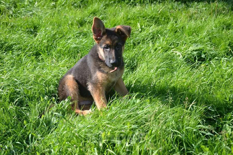 Собаки в других городах Московской области: Продается красивый мальчишка.  Мальчик, 40 000 руб. - фото 5