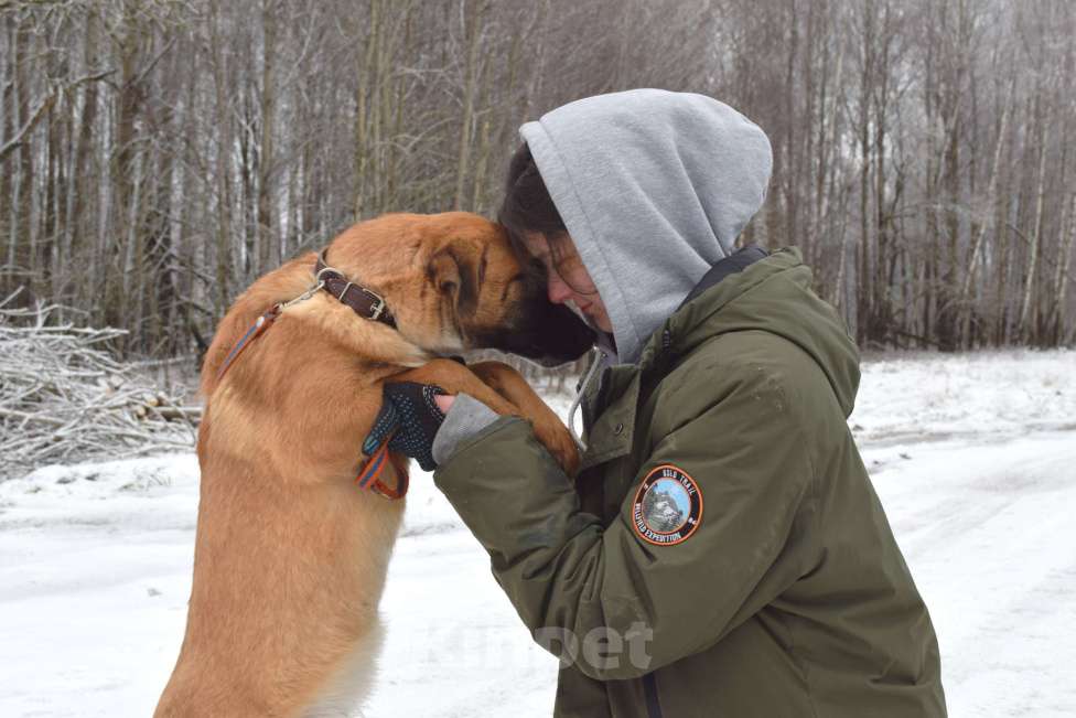 Собаки в Москве: Щенок-подросток, 6 месяцев в добрые руки! Мальчик, Бесплатно - фото 2