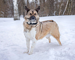 Собаки в Солнечногорске: Собака - позитив, Лёля 2 года Девочка, Бесплатно - фото 2