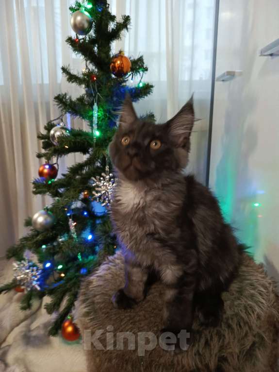 Кошки в Санкт-Петербурге: котенок мейн-кун# Мальчик, 45 000 руб. - фото 6