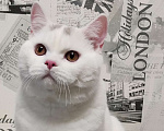 Кошки в Москве: Белый британский котенок 7 месяцев Мальчик, 35 000 руб. - фото 2