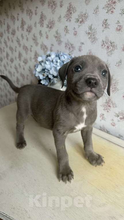 Собаки в других городах Ленинградской области: Щеночки питбуля  Девочка, 30 000 руб. - фото 9