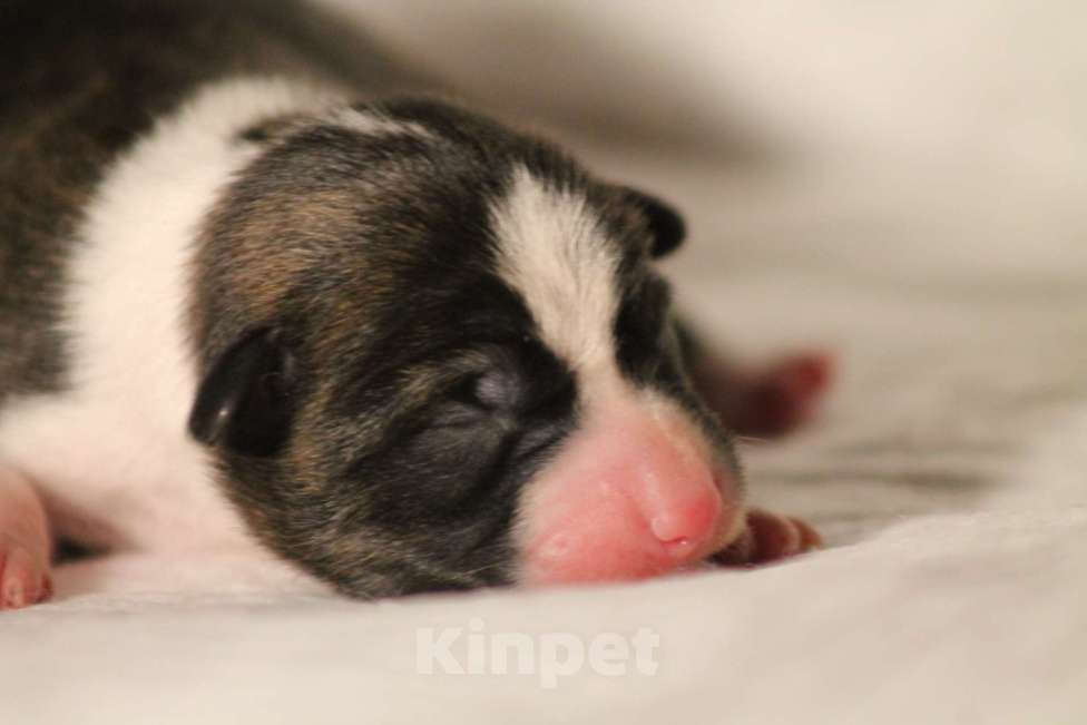 Собаки в Москве: Щенки басенджи ✨ Девочка, 50 000 руб. - фото 2