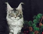Кошки в Казани: Кошечка Алиса Девочка, Бесплатно - фото 2