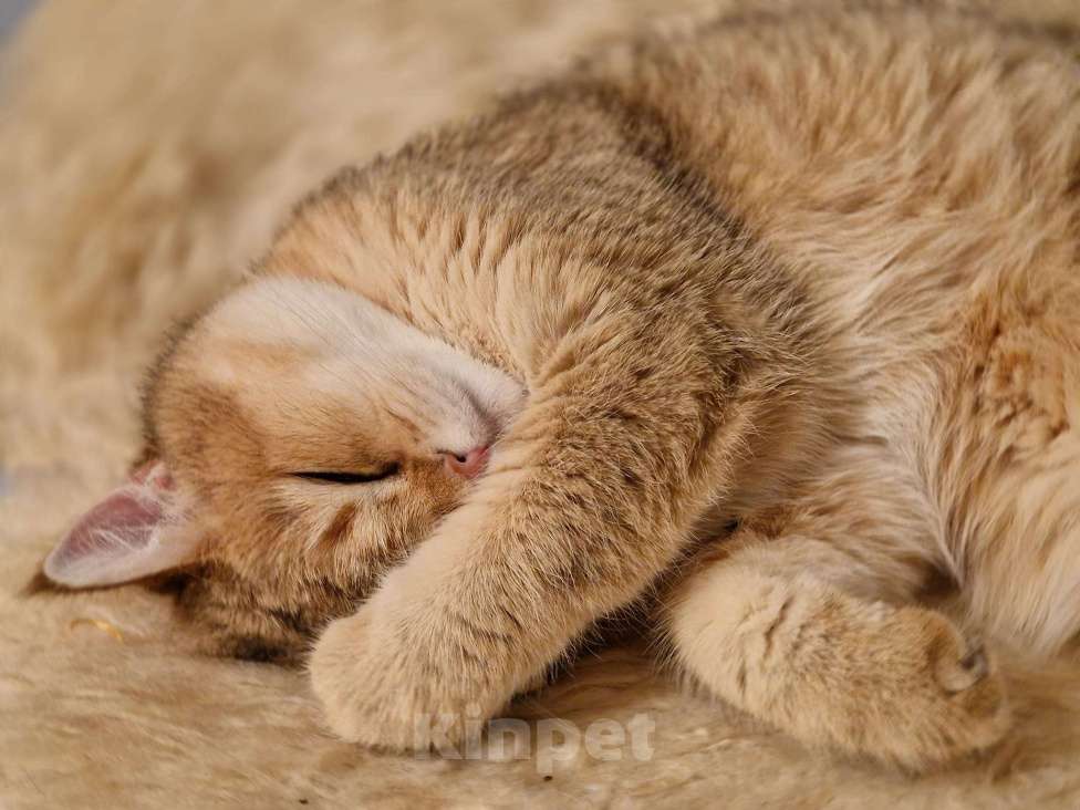 Кошки в Москве: Милая кошечка ищет дом в котором ее ждут и будут любить! Девочка, 999 руб. - фото 2