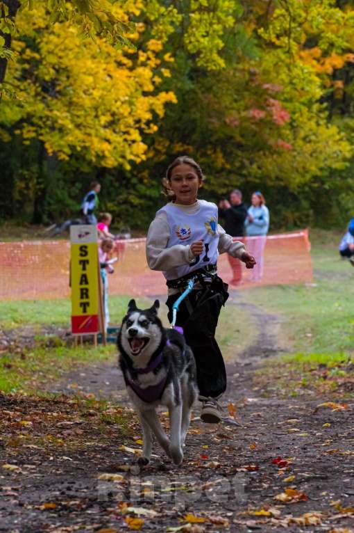Собаки в Ульяновске: Сибирская хаски с документами RKF-FCI Девочка, 75 000 руб. - фото 4