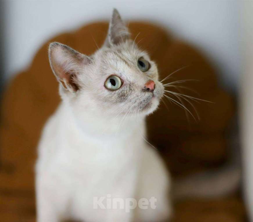 Кошки в Балашихе: Айоли Девочка, Бесплатно - фото 1