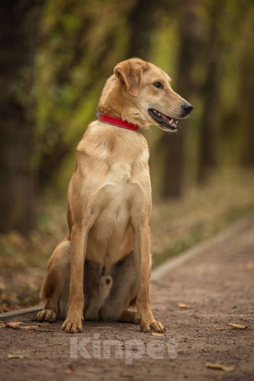 Собаки в Москве: Бейли Мальчик, Бесплатно - фото 8
