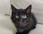 Кошки в Москве: Котенок Стелла ищет дом Девочка, Бесплатно - фото 3