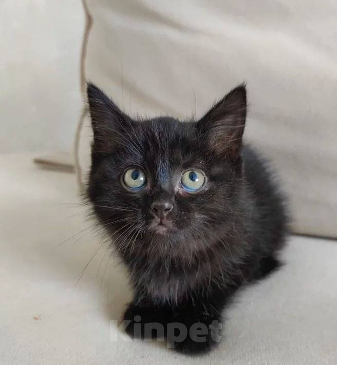 Кошки в Москве: Котенок Стелла ищет дом Девочка, Бесплатно - фото 3