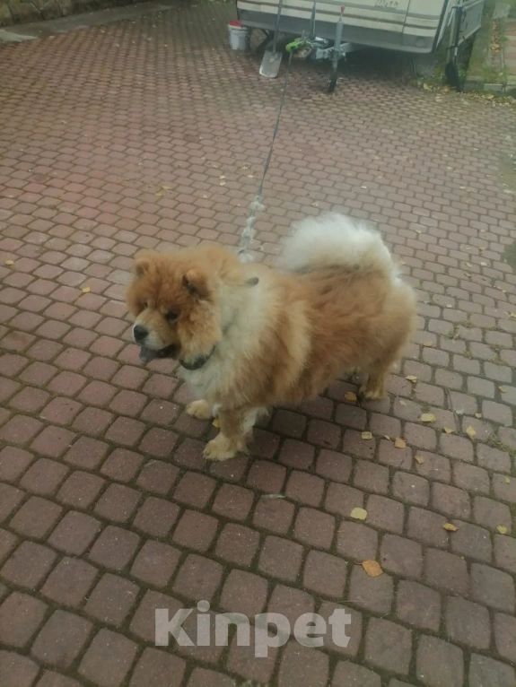 Собаки в Санкт-Петербурге: В добрые руки Девочка, Бесплатно - фото 3