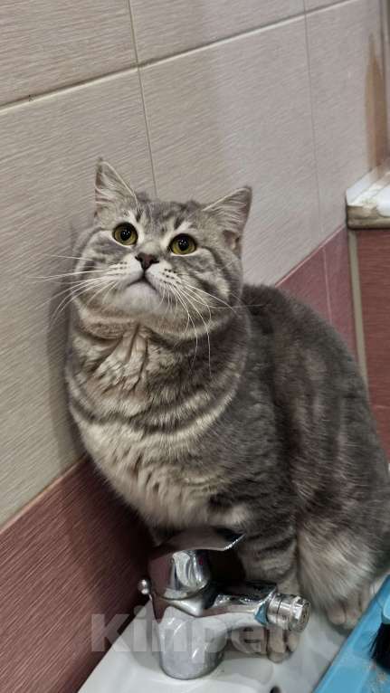 Кошки в других городах Московской области: Шотландский вислоухий котик Мальчик, 18 000 руб. - фото 5