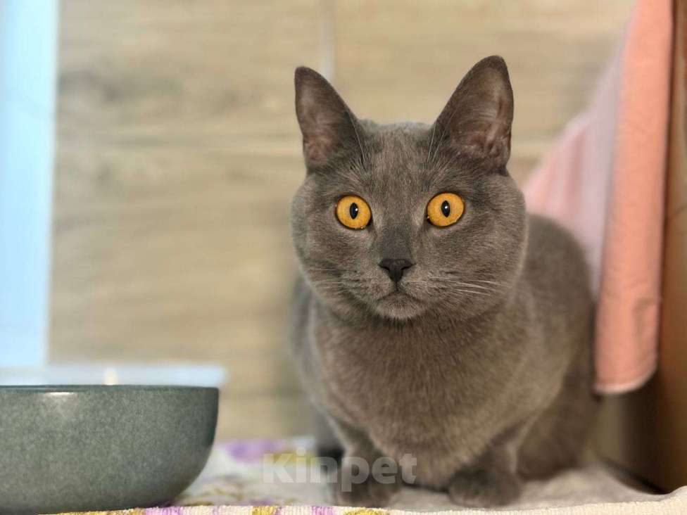 Кошки в Севастополе: Плюшевая молодая кошечка ищет дом Девочка, Бесплатно - фото 1