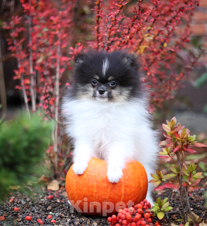 Собаки в Новосибирске: Мальчик триколор Мальчик, Бесплатно - фото 8