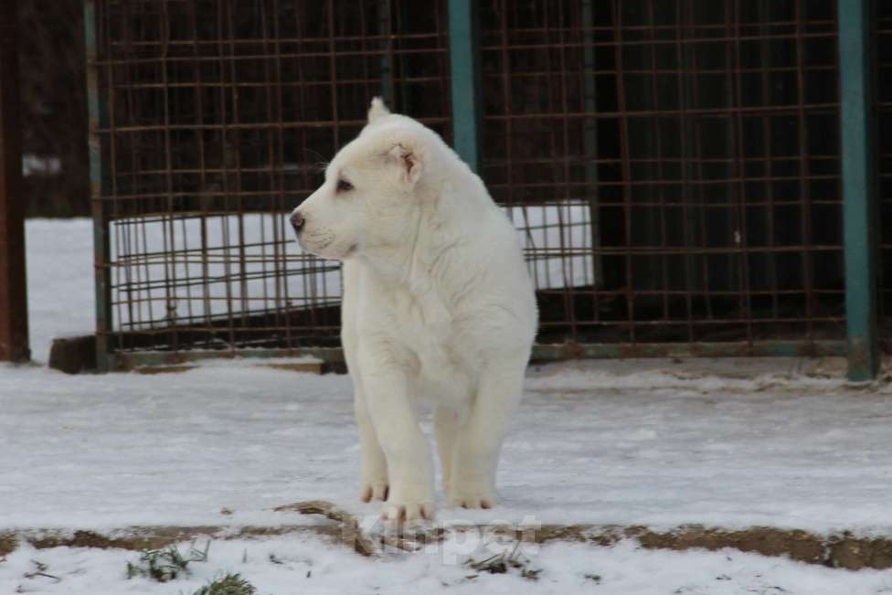 Собаки в Санкт-Петербурге: ЖАКУТ  Мальчик, 60 000 руб. - фото 5